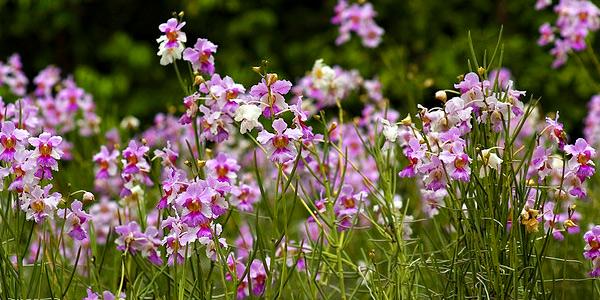 Orchid Papilionanthe teres (Vanda) 2 root cutting  orchid for garden decoration