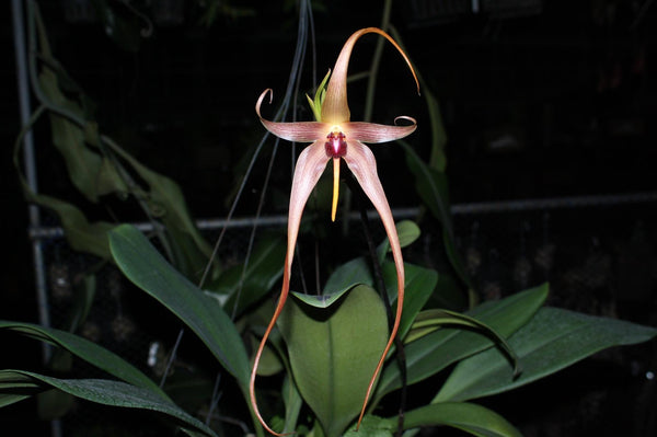 orchid Bulbophyllum echinolabium 1 plant orchid collection