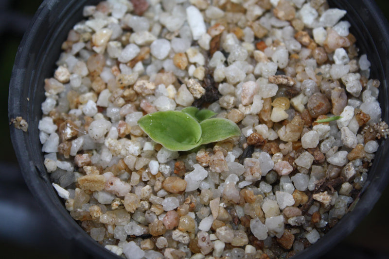 Fragrant Pecteilis Sagarikii Orchid Tuber - Tropical Terrestrial Plant