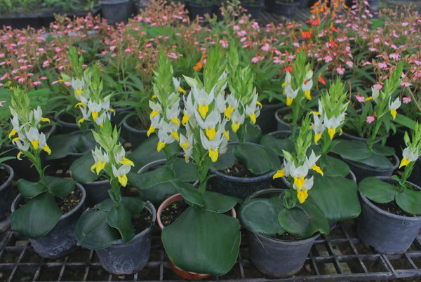 Fragrant Pecteilis Sagarikii Orchid Tuber - Tropical Terrestrial Plant