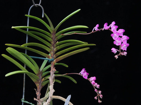 Orchid Aerides krabiense 1 plant orchid collection