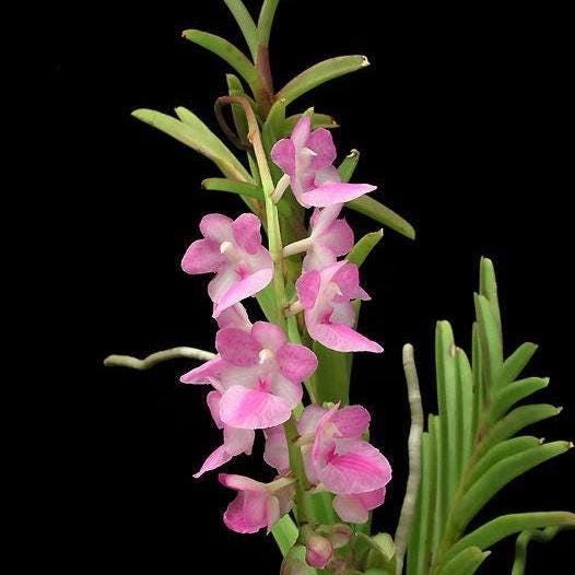 Orchid Aerides krabiense 1 plant orchid collection
