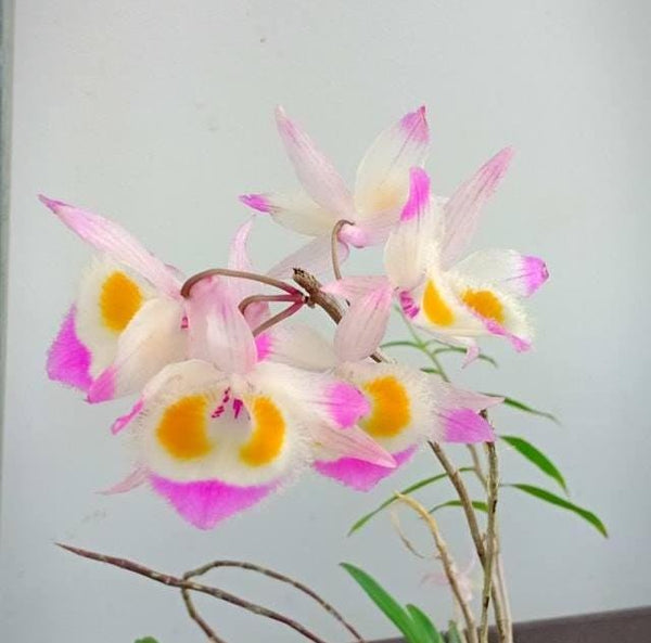 orchid Dendrobium devonianum 1 plant orchid collection with flower bud