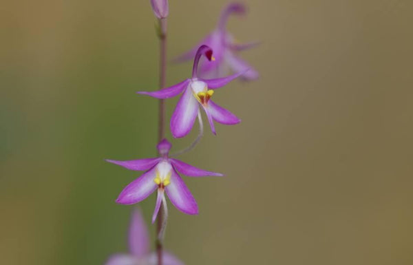 Orchid Spathoglottis hardingiana 2 plant/tuber orchid plant collection and home decorate