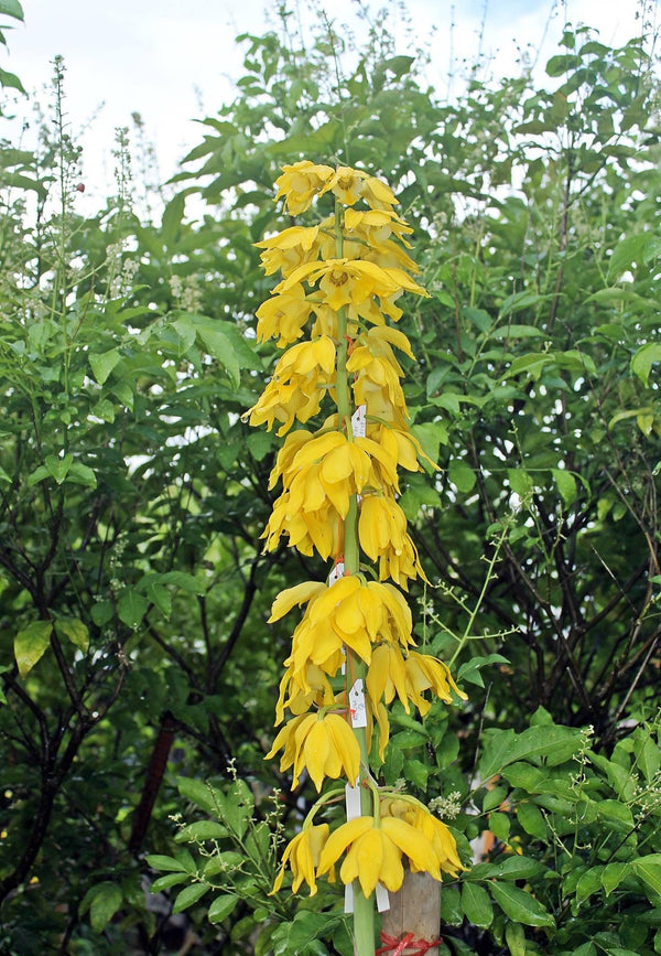 Orchid Eulophia flava (yellow flower) 1 bulb Terrestrial orchid eulophiaflava eulophiaorchid