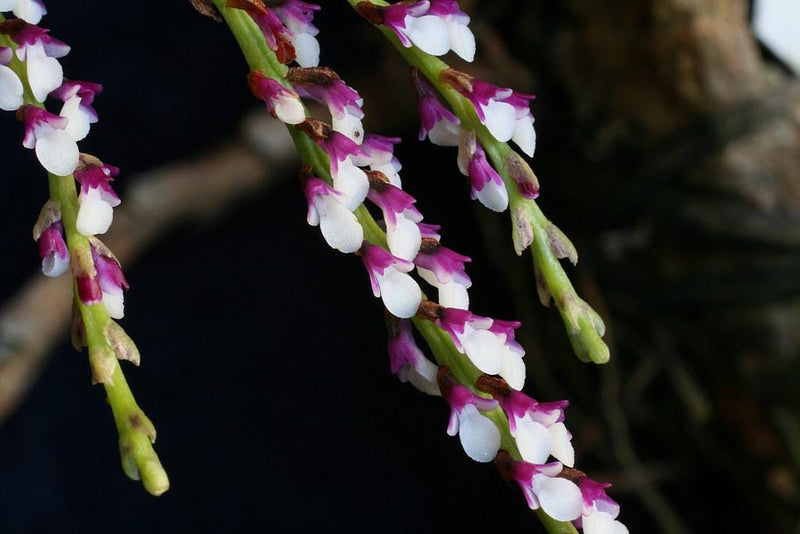 Schoenorchis Gemmata Orchid Plant - Miniature Bloom Size