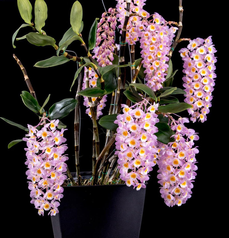 Dendrobium Amabile Orchid Plant - Bloom Size - 2" Pot