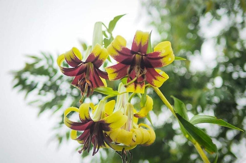 Lilium primulinum var. burmanica 1 bulb wild lilly