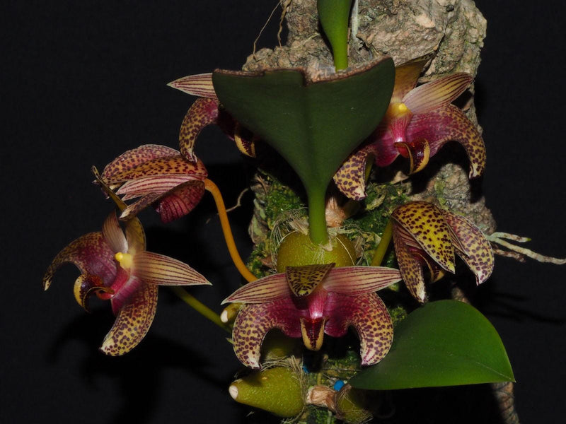 Orchid Bulbophyllum lobbii subsp. breviflorum 1 Plant