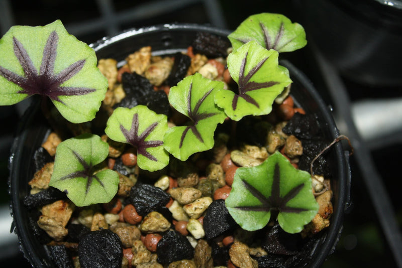 Nervilia infundibulifolia Orchid Bulbs: Jewel Orchid