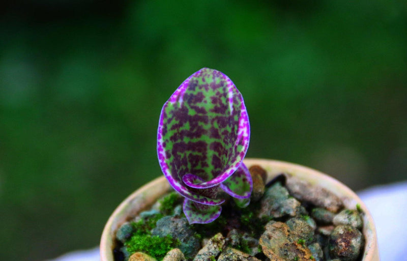 Sirindhornia monophylla (Jewel,Habenaria orchid) 1 tuber Terrestial orchid