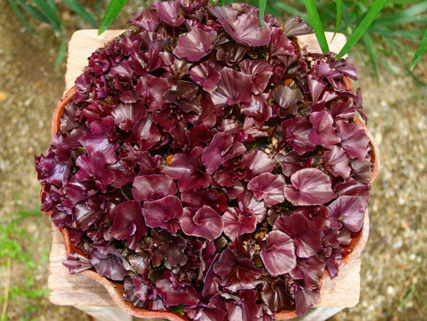 Orchid Nervilia punctata (purple) 2 tuber for gardens, and rareorchid collection