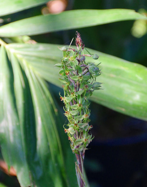 Orchid Habenaria stenopetala 2 tuber for gardens, and rare orchid collection