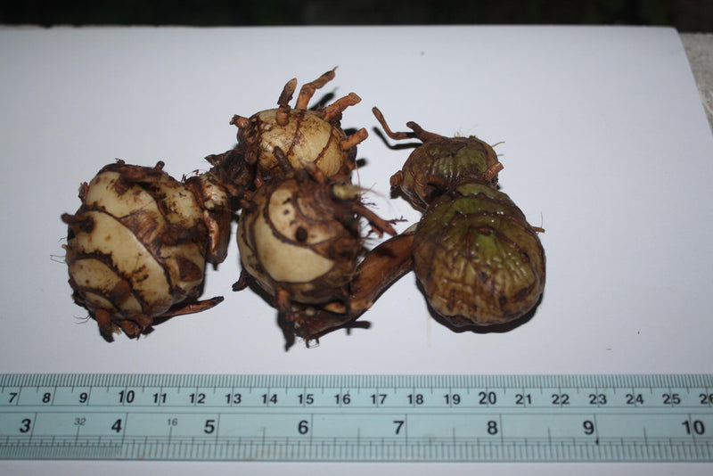 Eulophia Macrobulbon Orchid Bulbs: Terrestrial Ground Orchid