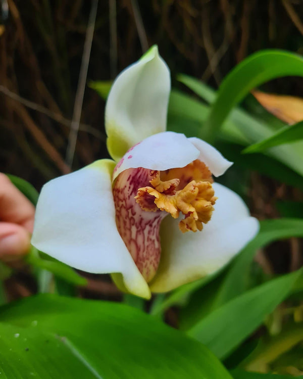 Maxillaria Grandiflora Orchid Plant - 4" Pot - Home & Garden
