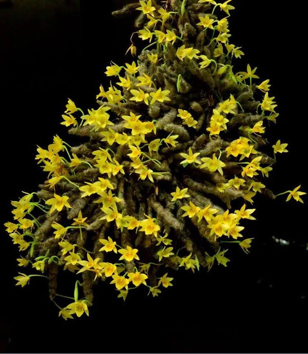 Dendrobium senile Orchid Plant - Home Garden Collection