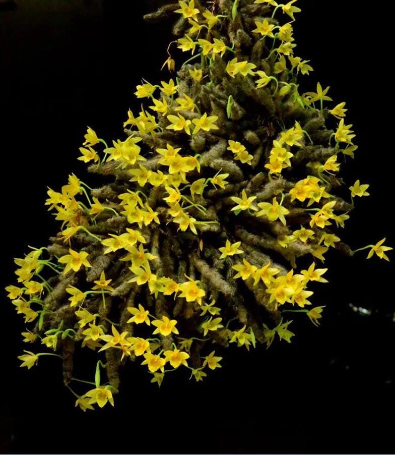 Dendrobium senile Orchid Plant - Home Garden Collection