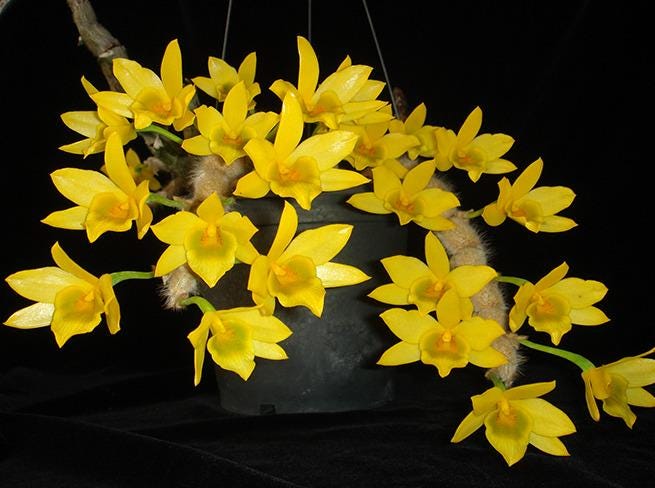 Dendrobium senile Orchid Plant - Home Garden Collection