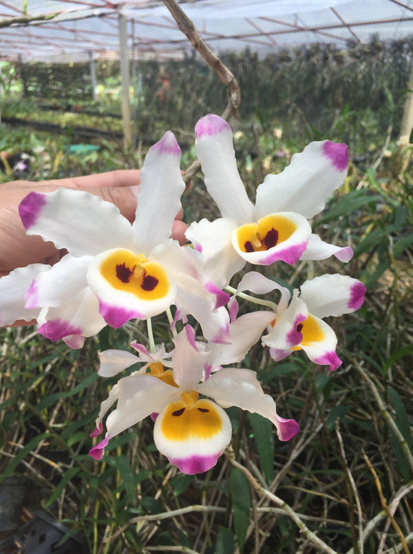 Dendrobium wardianum Orchid - Bloom Size - 1.5" Pot