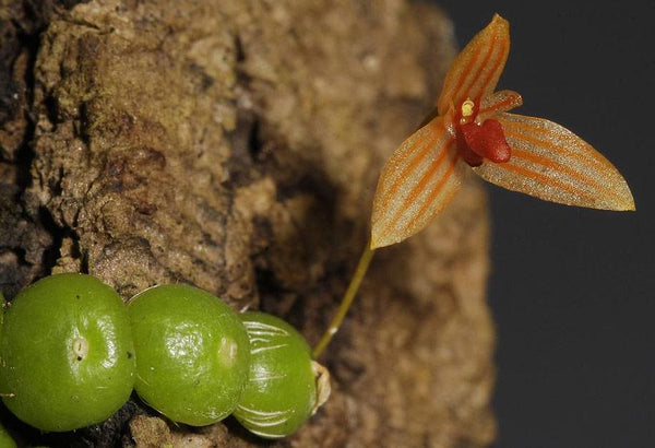 Orchid Bulbophyllum moniliforme (The Small Bulbophyllum) 1 plant orchid bulbophyllum