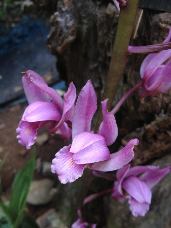 Orchid Eulophia spectabilis Pink 2 bulb orchid plant home garden collection