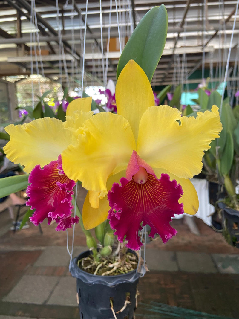 Small Cattleya Orchid Plant: Home Garden Beauty