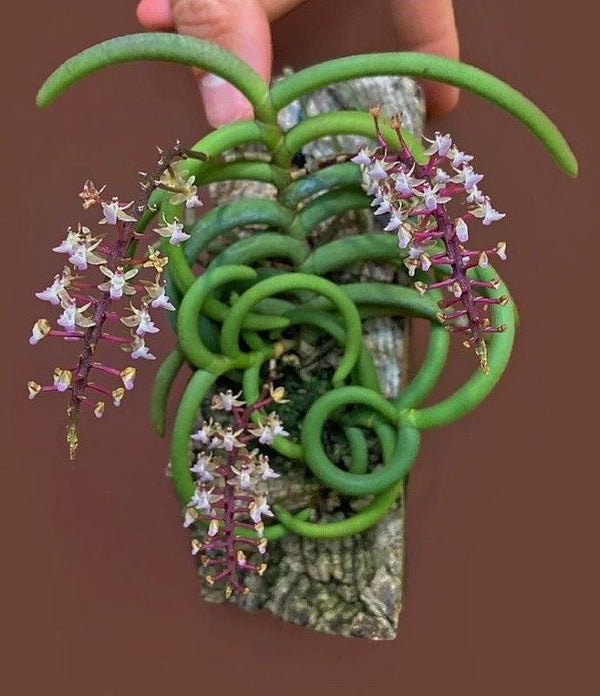 Cleisostoma Arietinum Orchid Plant: Home Garden Collection