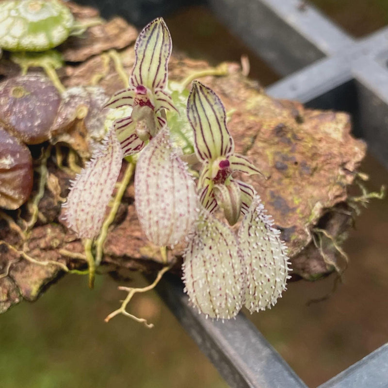 orchid Bulbophyllum polliculosum (rare orchid) 1 plant bloom size