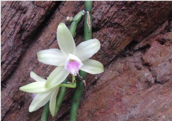 Vanilla Orchid Plant Collection: Vanilla aphylla - Home & Garden Decor