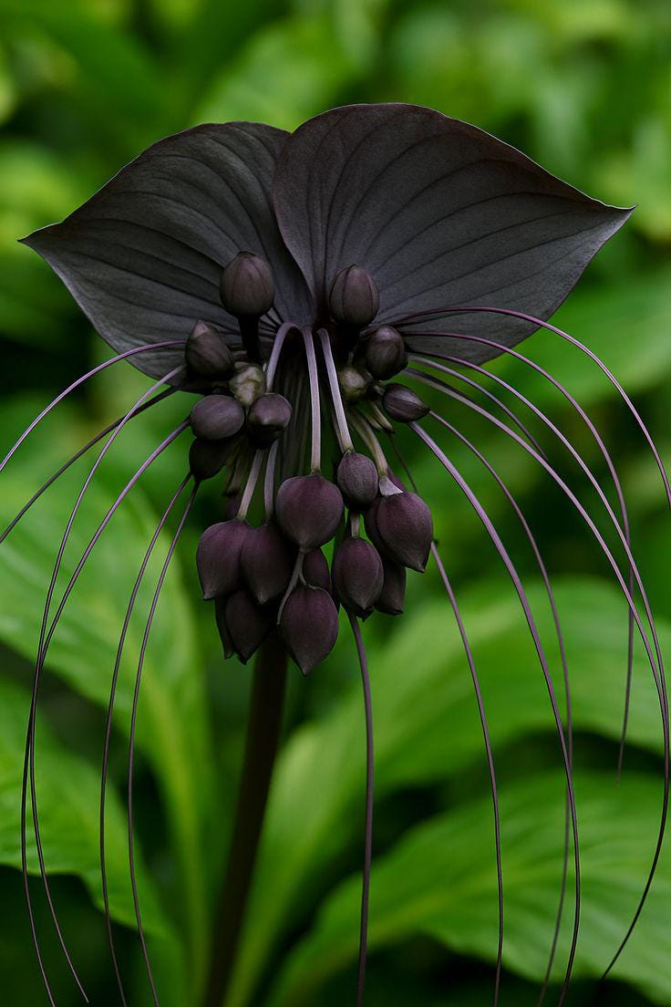 Black Bat Flower Rhizome Division: Tacca Chantrieri, Devil Flower
