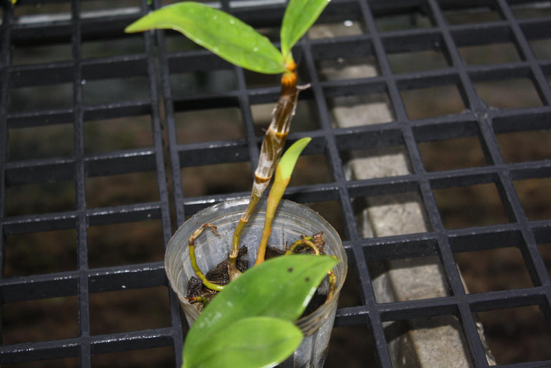 Dendrobium Amabile Orchid Plant - Bloom Size - 2" Pot
