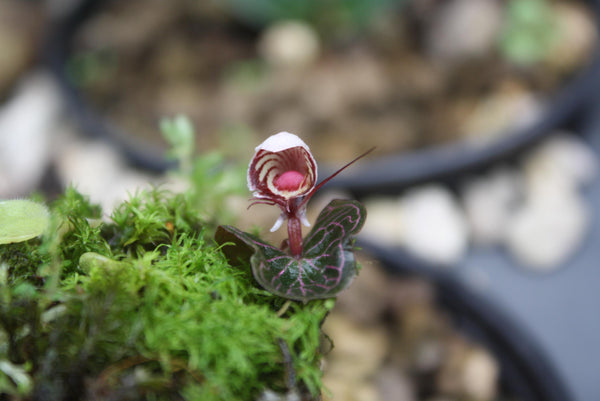 Helmet Orchid Corybas ecarinatus - Home Garden Collection - 2 Plants/Tubers