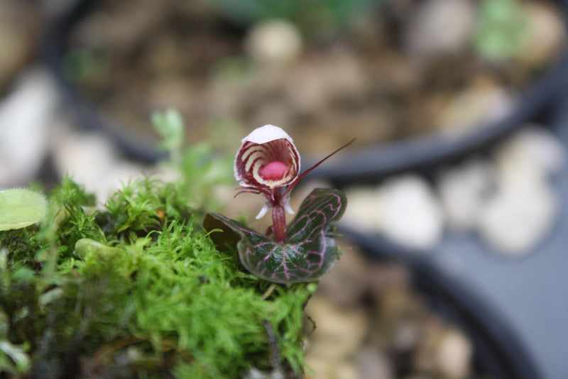 Helmet Orchid Corybas ecarinatus - Home Garden Collection - 2 Plants/Tubers