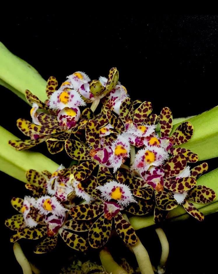 Gastrochilus bellinus Orchid Plant: Miniature Climbing Orchid, Botanic Decor