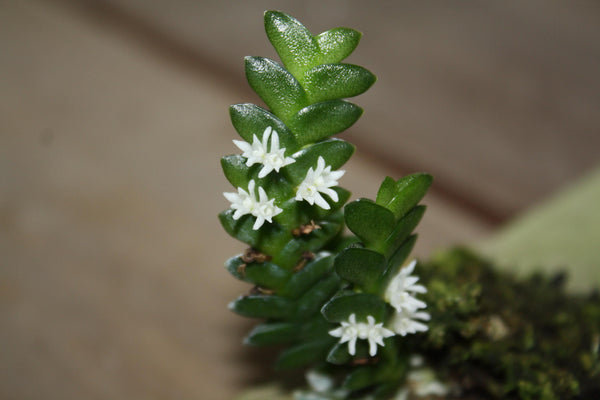 Microsaccus griffithii Orchid - Miniature Epiphyte - Mounted Bloom Size