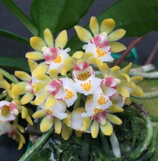 Gastrochilus Obliquus Orchid - Mounted Miniature Epiphyte