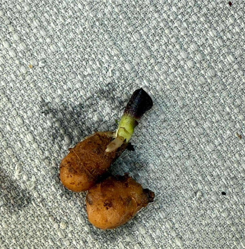 Sirindhornia monophylla (Jewel,Habenaria orchid) 1 tuber Terrestial orchid
