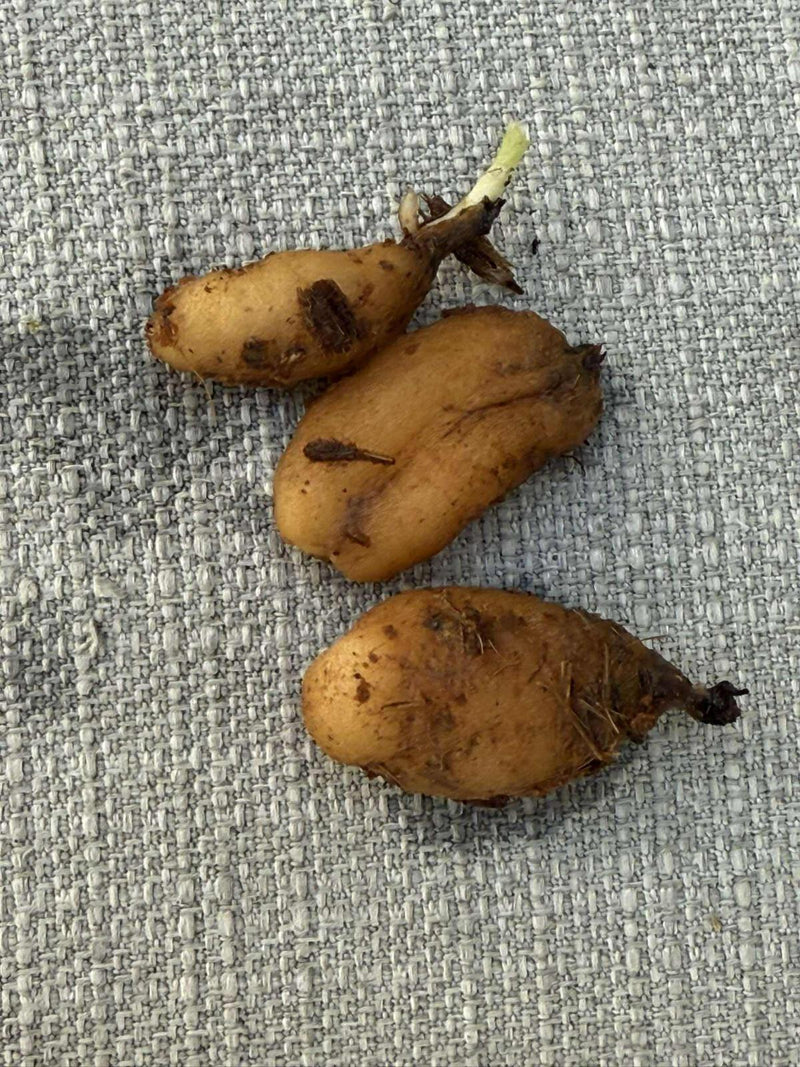 Orchid Habenaria stenopetala 2 tuber for gardens, and rare orchid collection