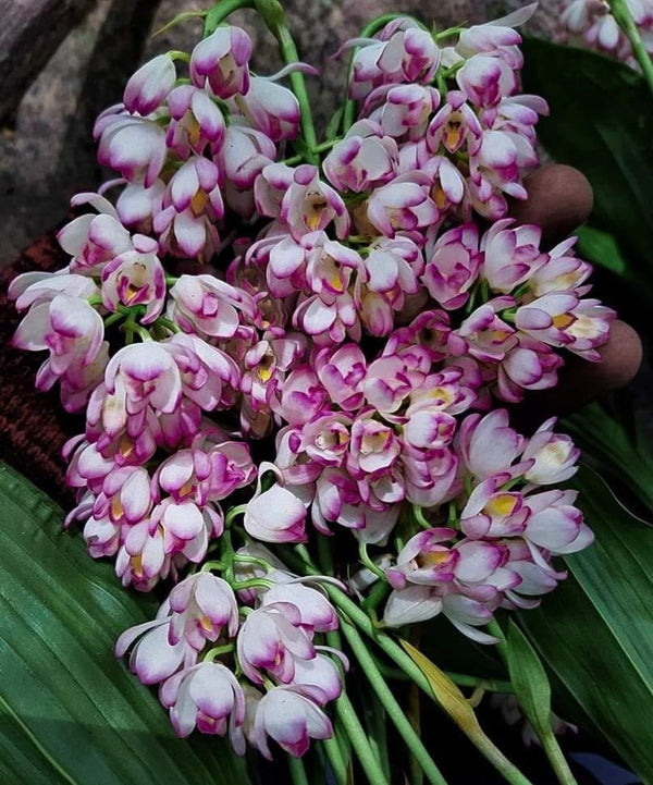 Orchid Geodorum densiflorum pink  2 Bulb  tuber/bloom size  orchid collection