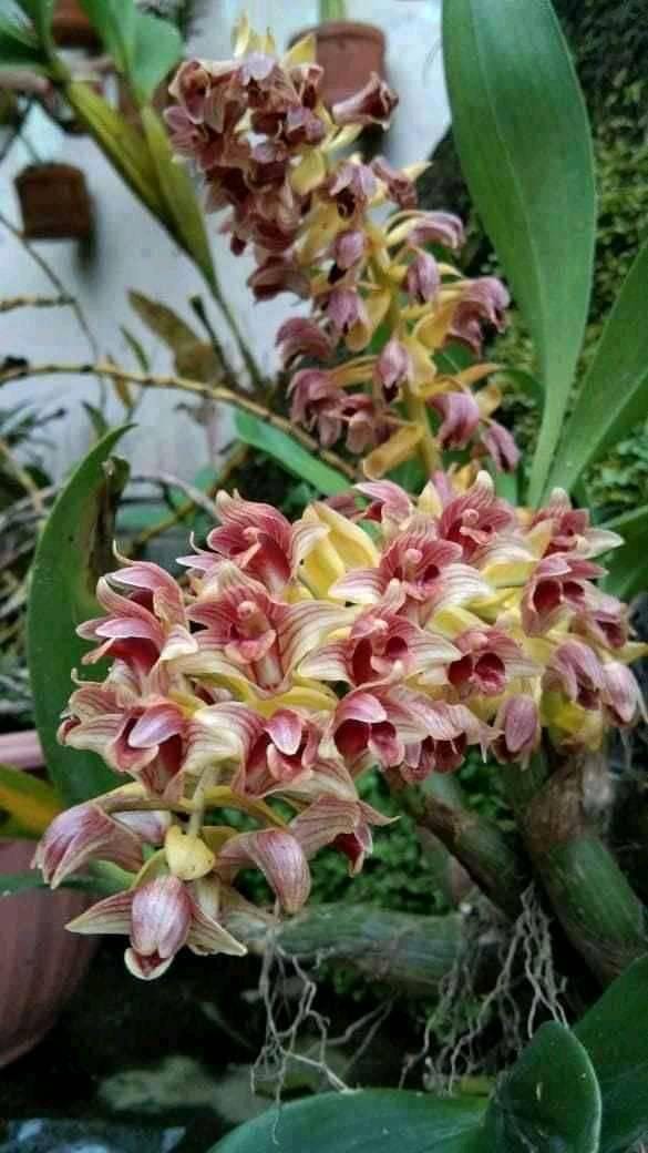 Eria flavescens Orchid Plant - Bloom Size - Home & Garden Decor