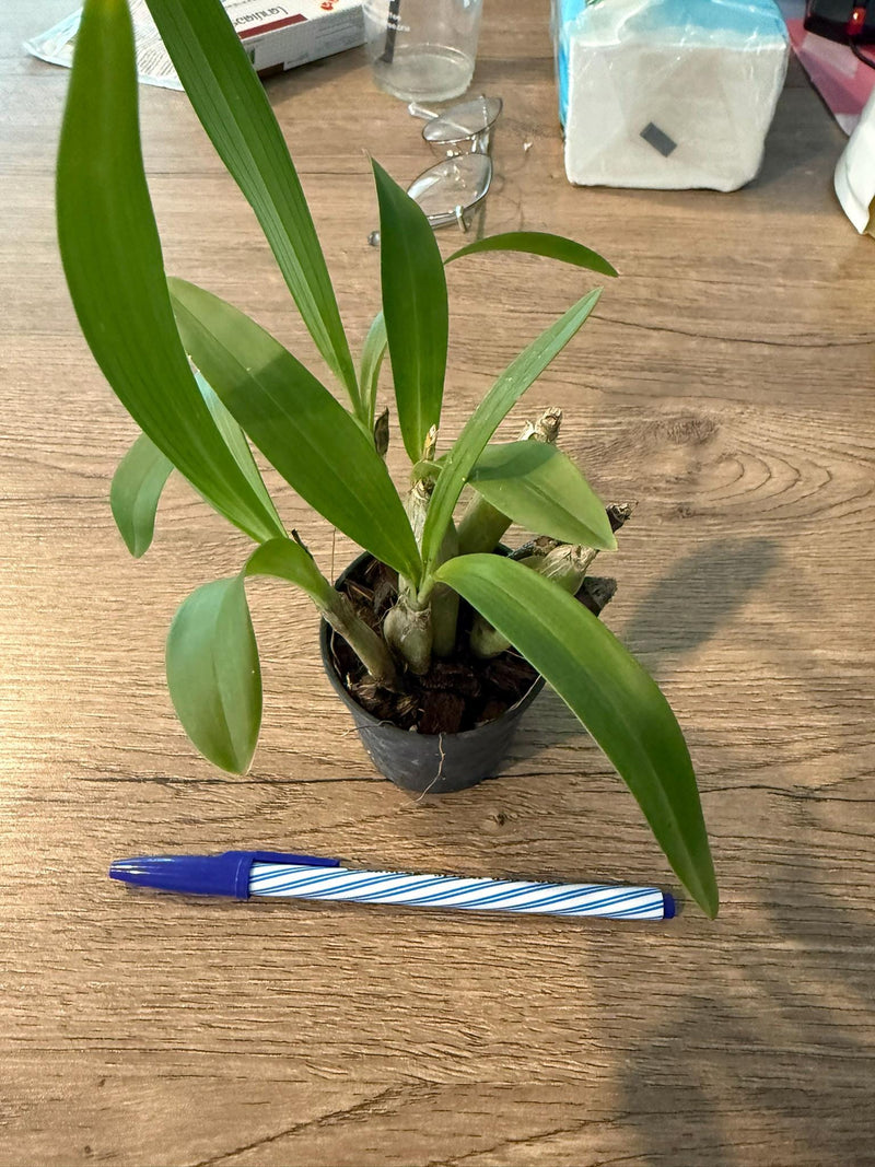 Eria flavescens Orchid Plant - Bloom Size - Home & Garden Decor