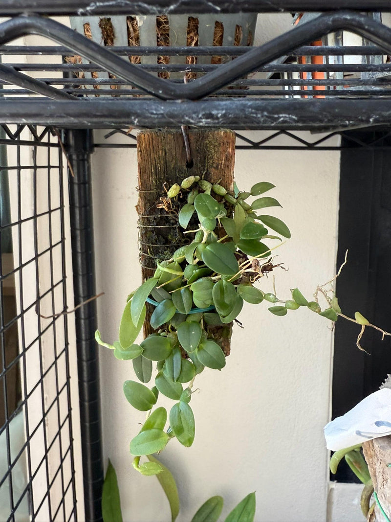 Bulbophyllum Catenarium Orchid: Vietnam Home Garden Plant