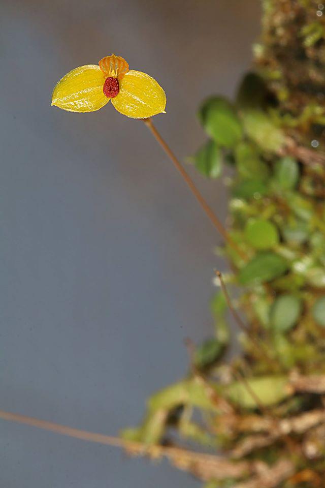Bulbophyllum Catenarium Orchid: Vietnam Home Garden Plant