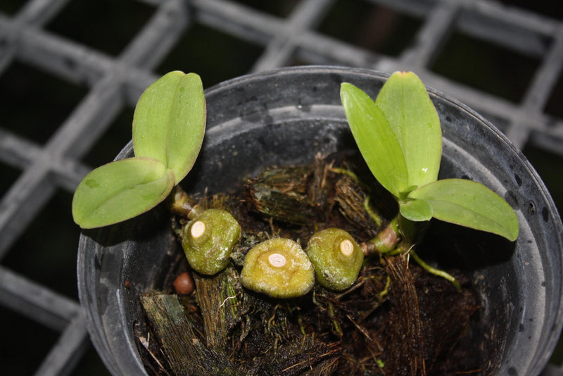 Bulbophyllum dhaninvattii Orchid - Home Garden Plant