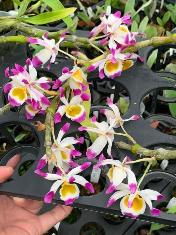 Dendrobium Pendulum Orchid Plant - Fragrant Bloom Size