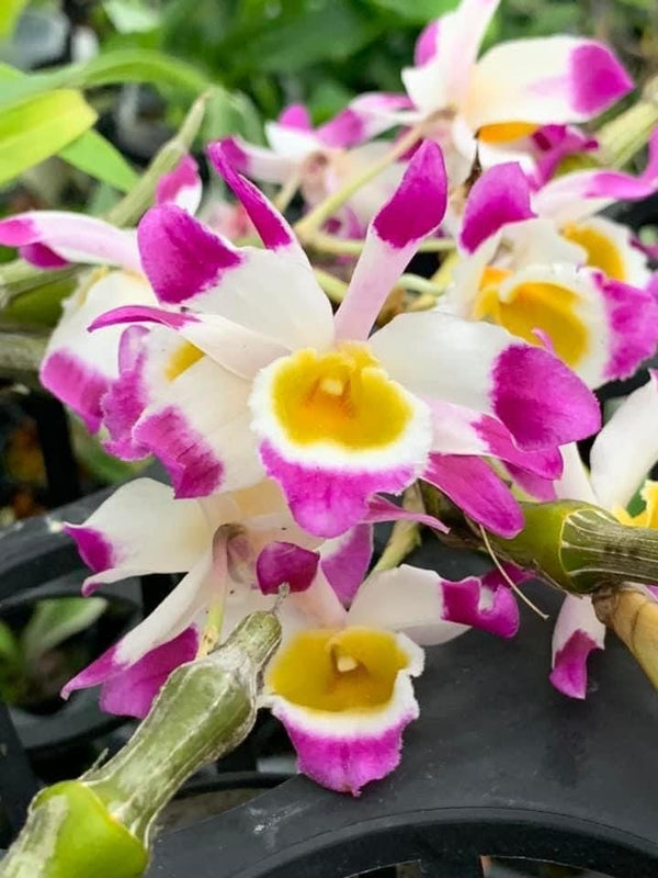 Dendrobium Pendulum Orchid Plant - Fragrant Bloom Size