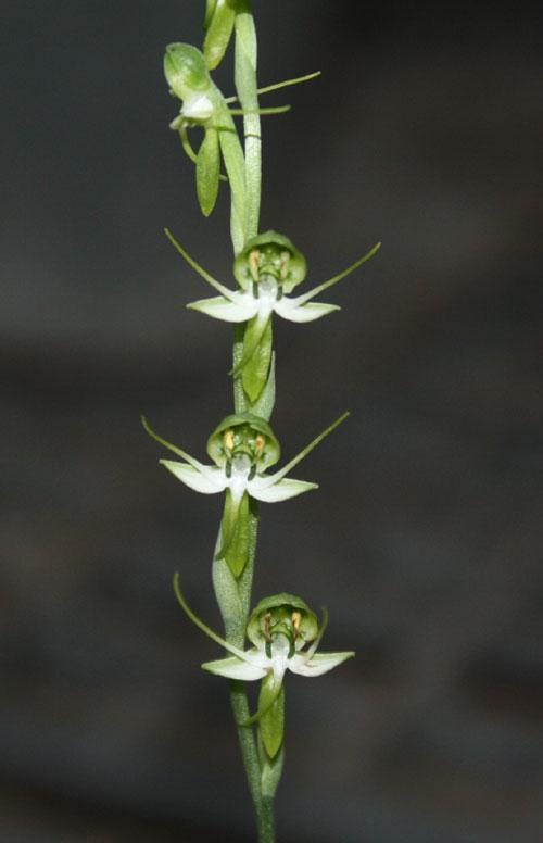 Habenaria diphylla Orchid Tuber: Terrestrial Ground Orchid