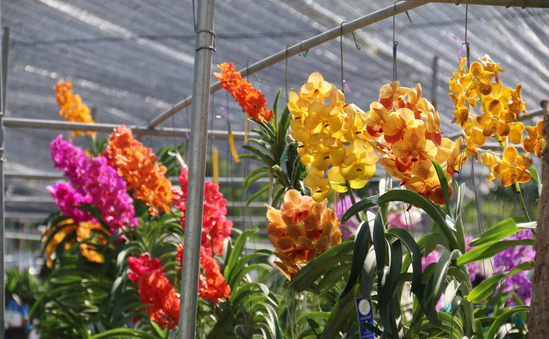 Vanda Orchid Hybrid Seedling: Large Flower Type