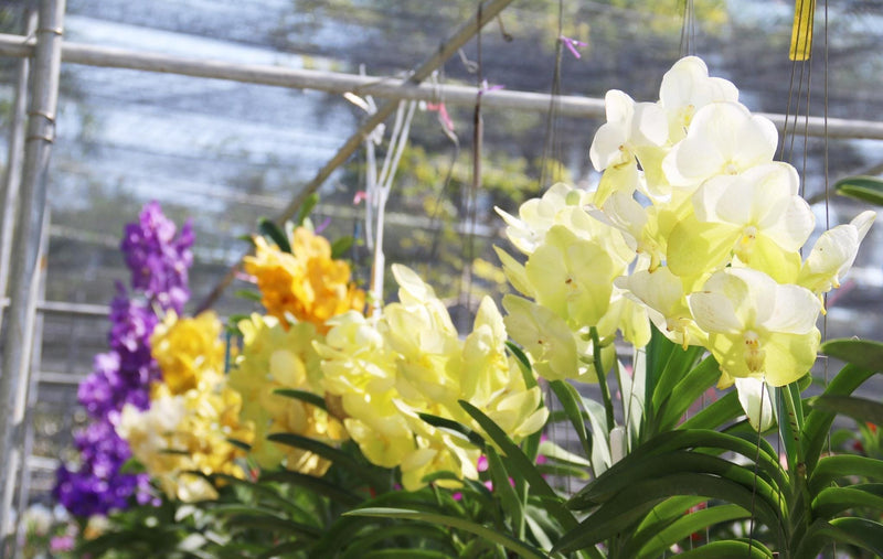 Vanda Orchid Hybrid Seedling: Large Flower Type
