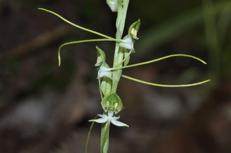 Habenaria diphylla Orchid Tuber: Terrestrial Ground Orchid